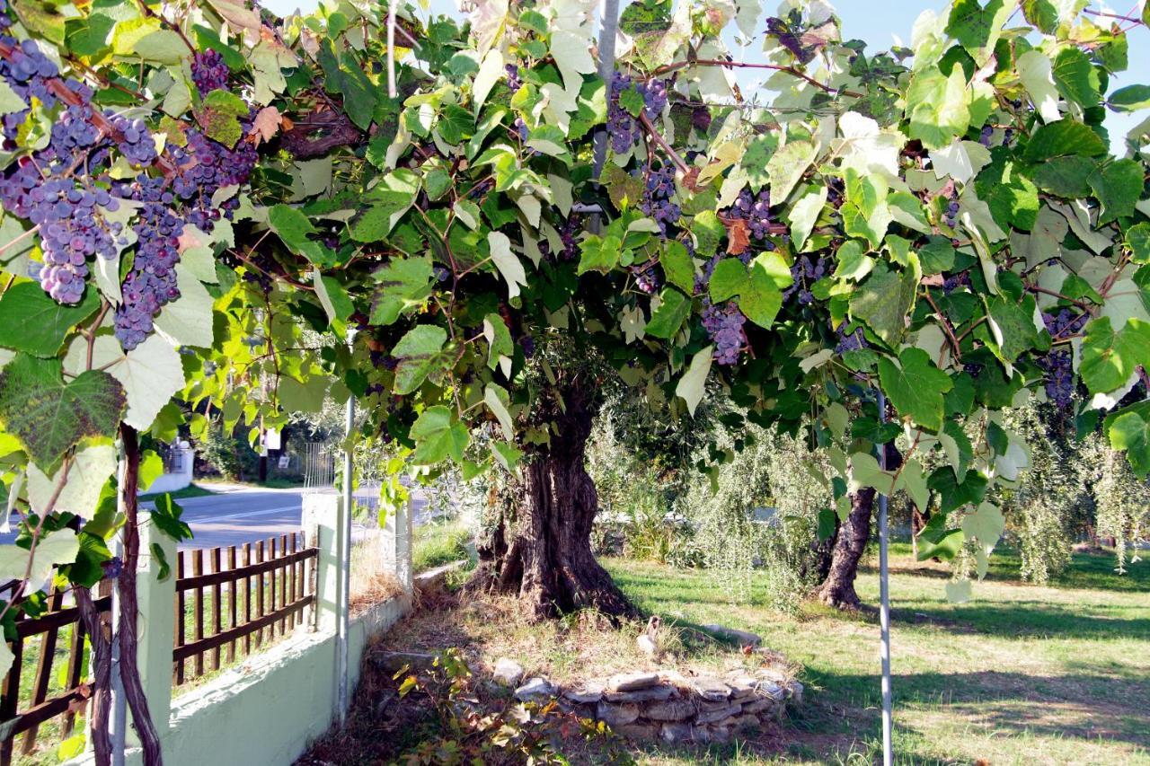 Athina Hotel Koinira Buitenkant foto